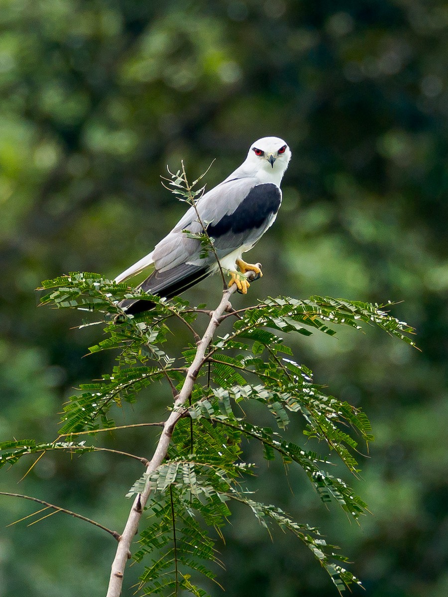 Black-winged Kite - ML166614341