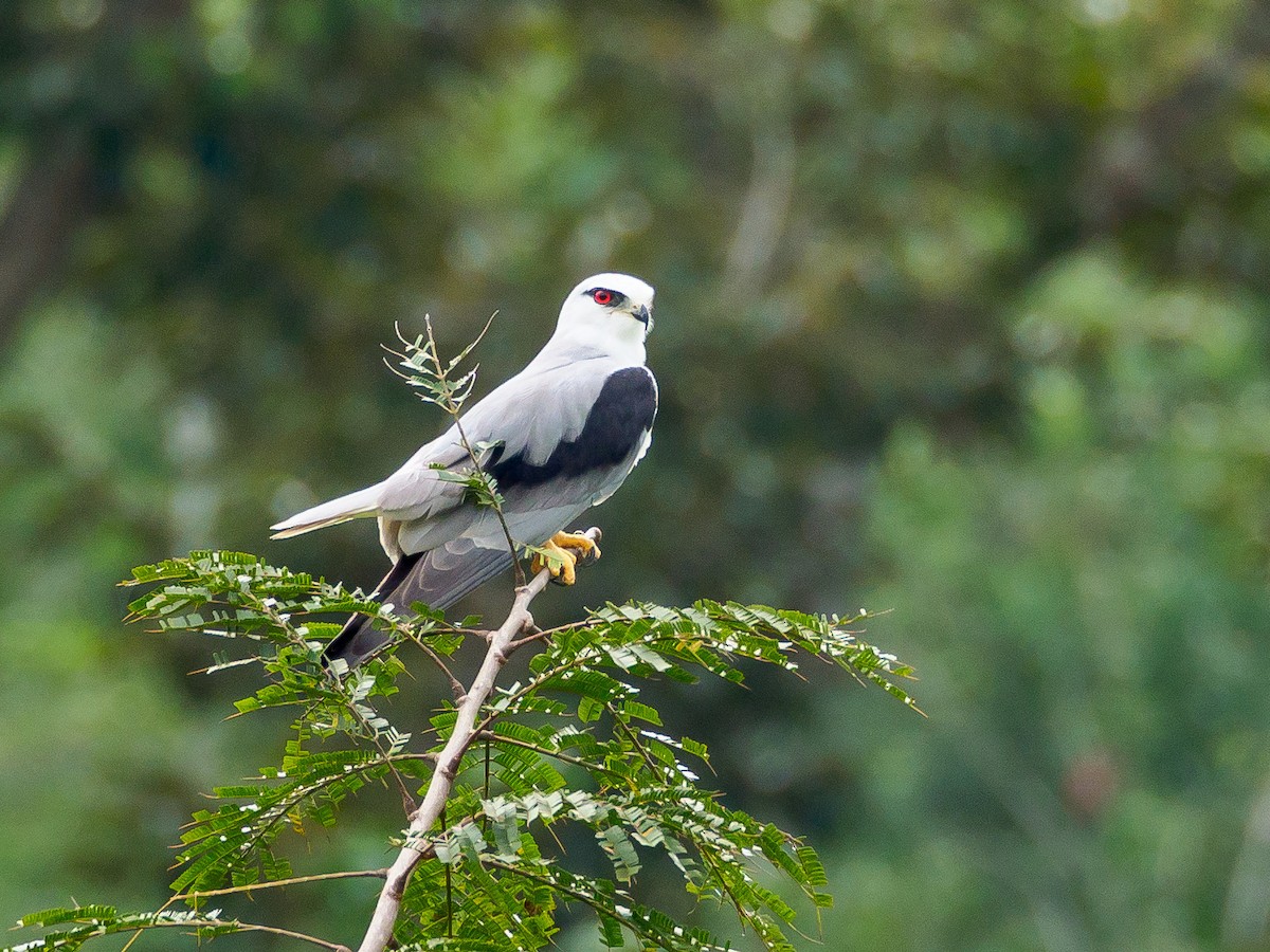 Black-winged Kite - ML166614371