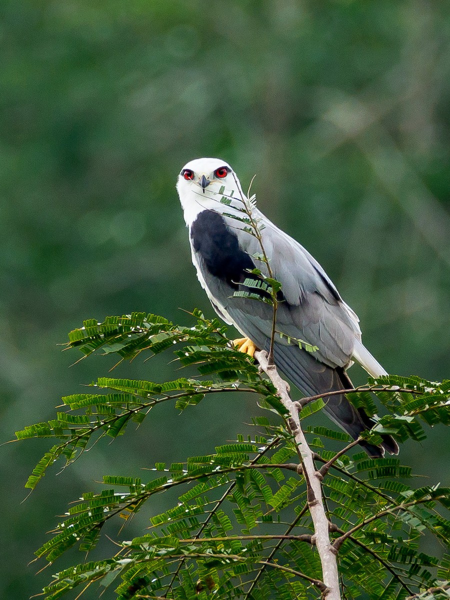 Black-winged Kite - ML166614411