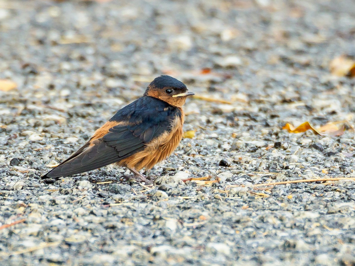 Rufous-bellied Swallow - ML166614691