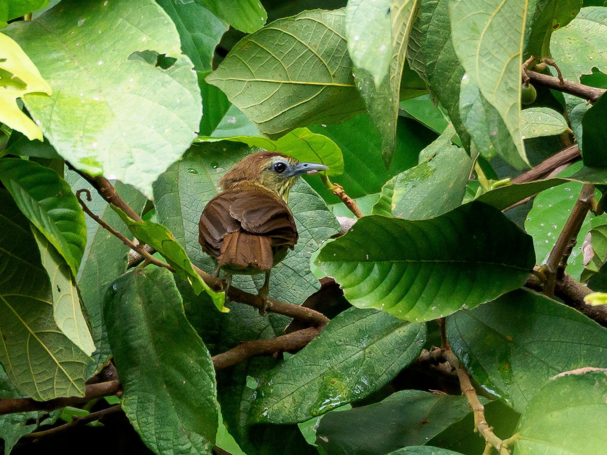 Pin-striped Tit-Babbler - ML166614751