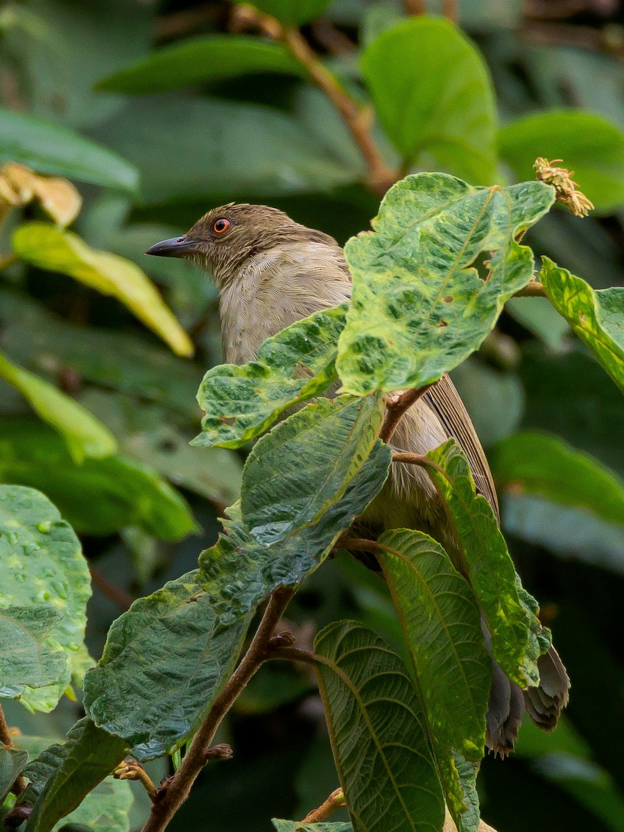 Red-eyed Bulbul - ML166614821