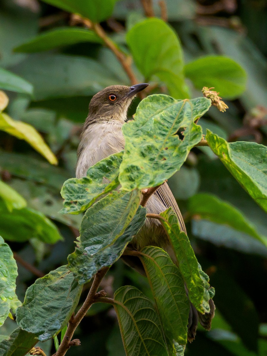 Red-eyed Bulbul - ML166614831