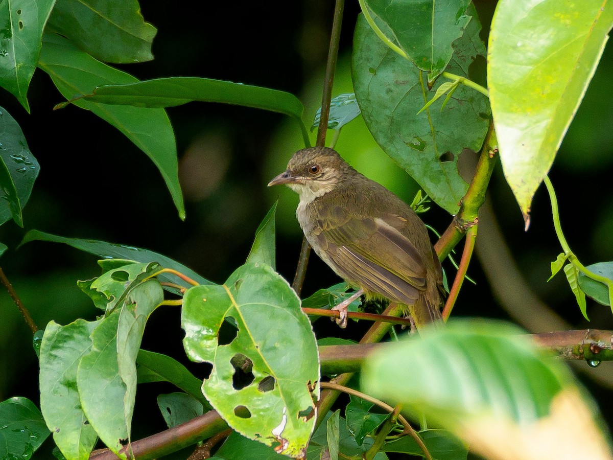 Olive-winged Bulbul - ML166614841