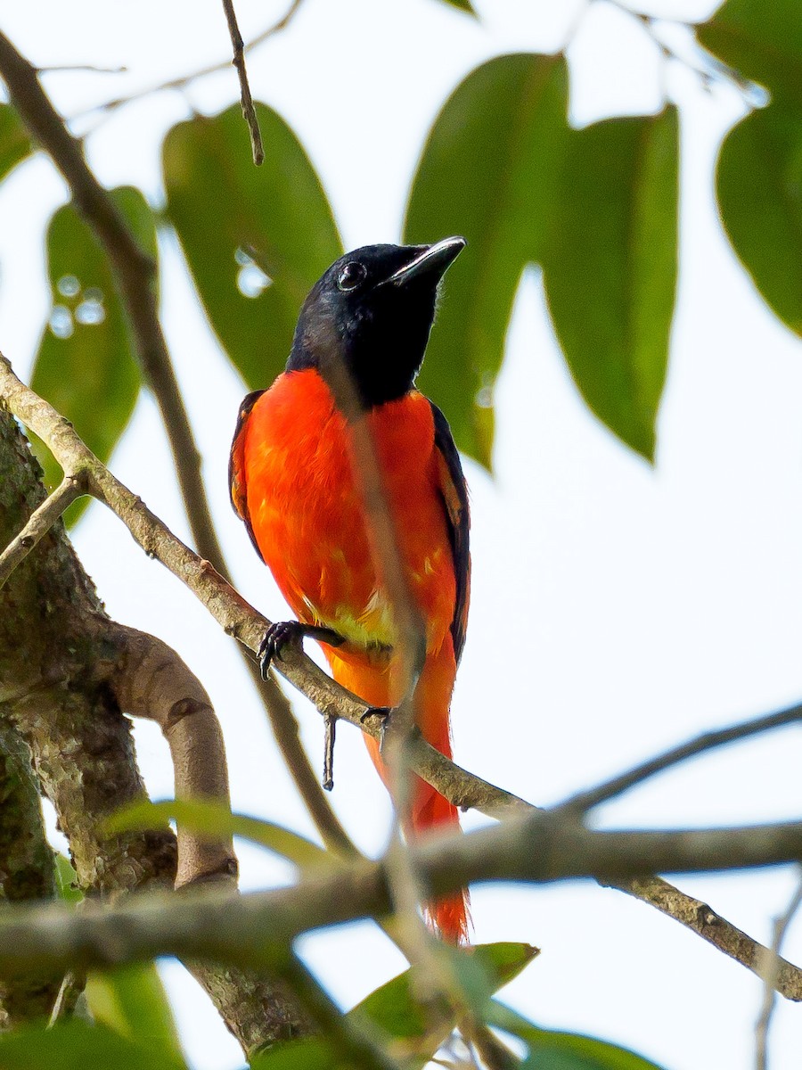 赤紅山椒鳥 - ML166614861