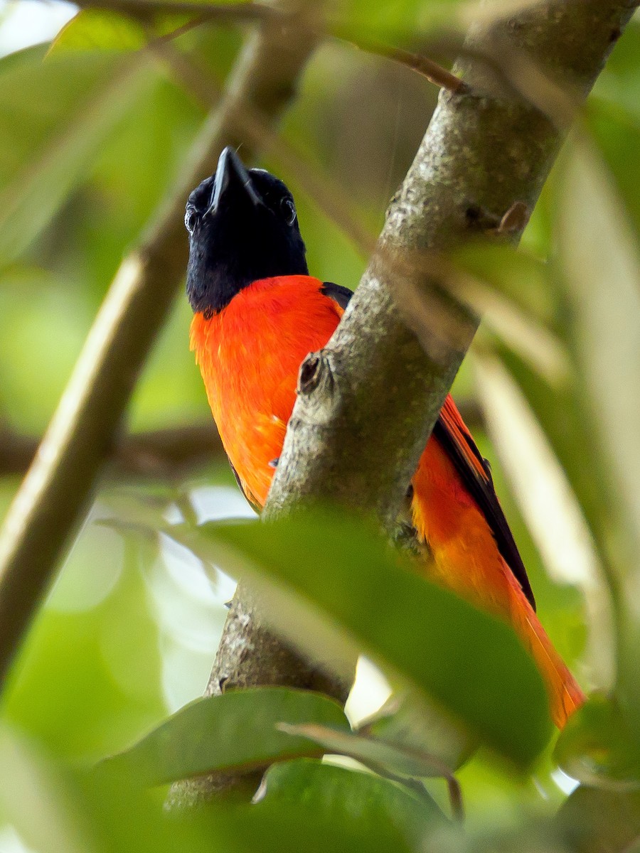 Scarlet Minivet - Karyne Wee