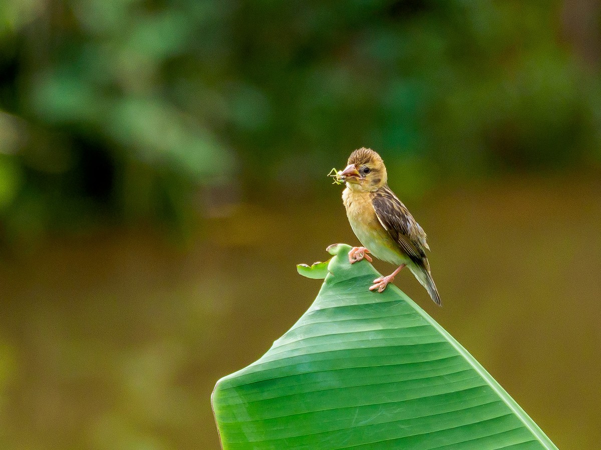 Baya Weaver - Karyne Wee