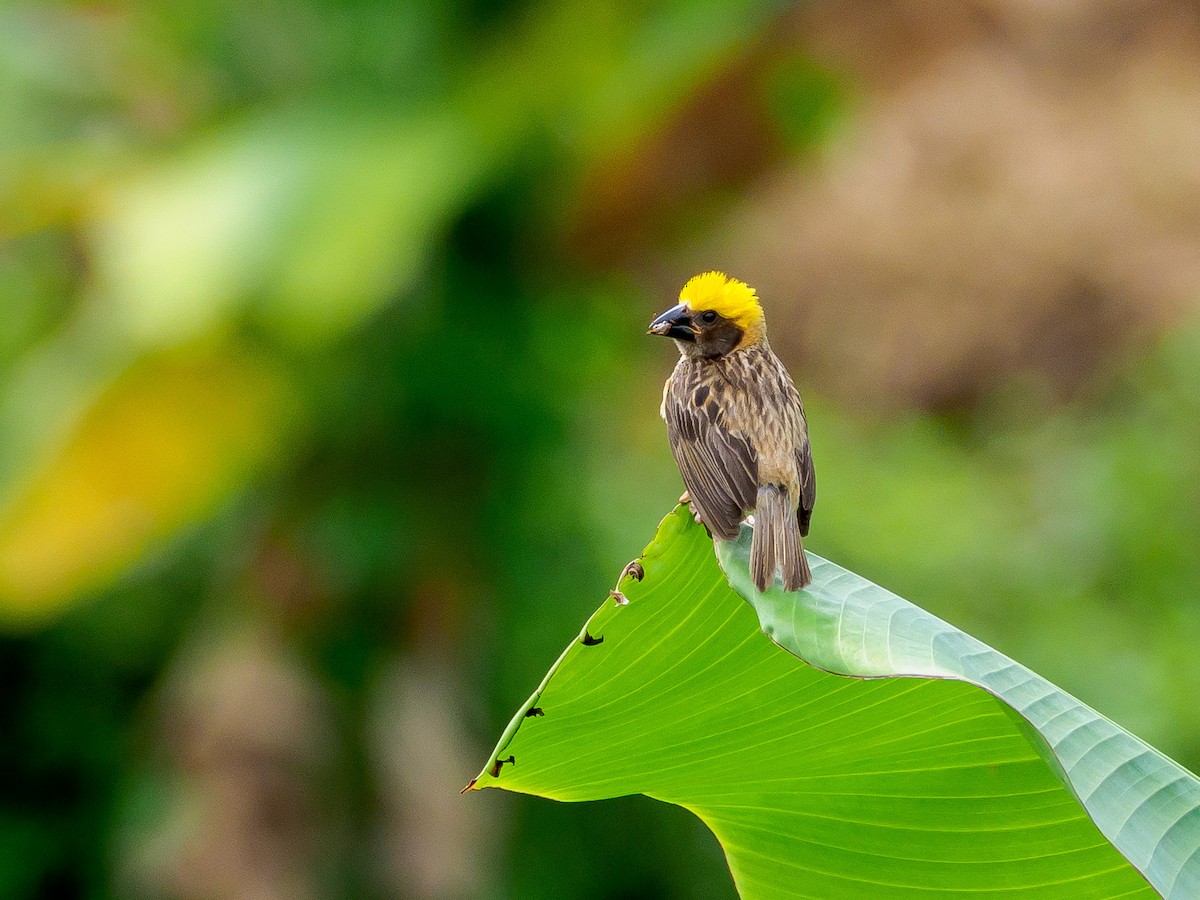 Baya Weaver - ML166614951