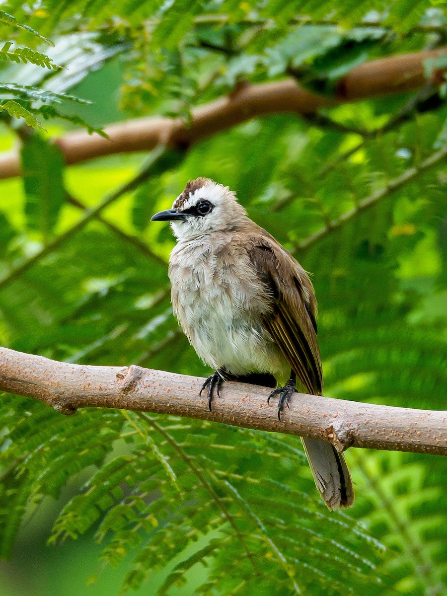 Yellow-vented Bulbul - ML166615031