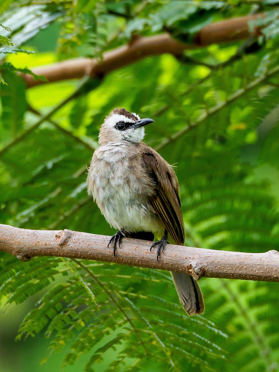 Yellow-vented Bulbul - ML166615041