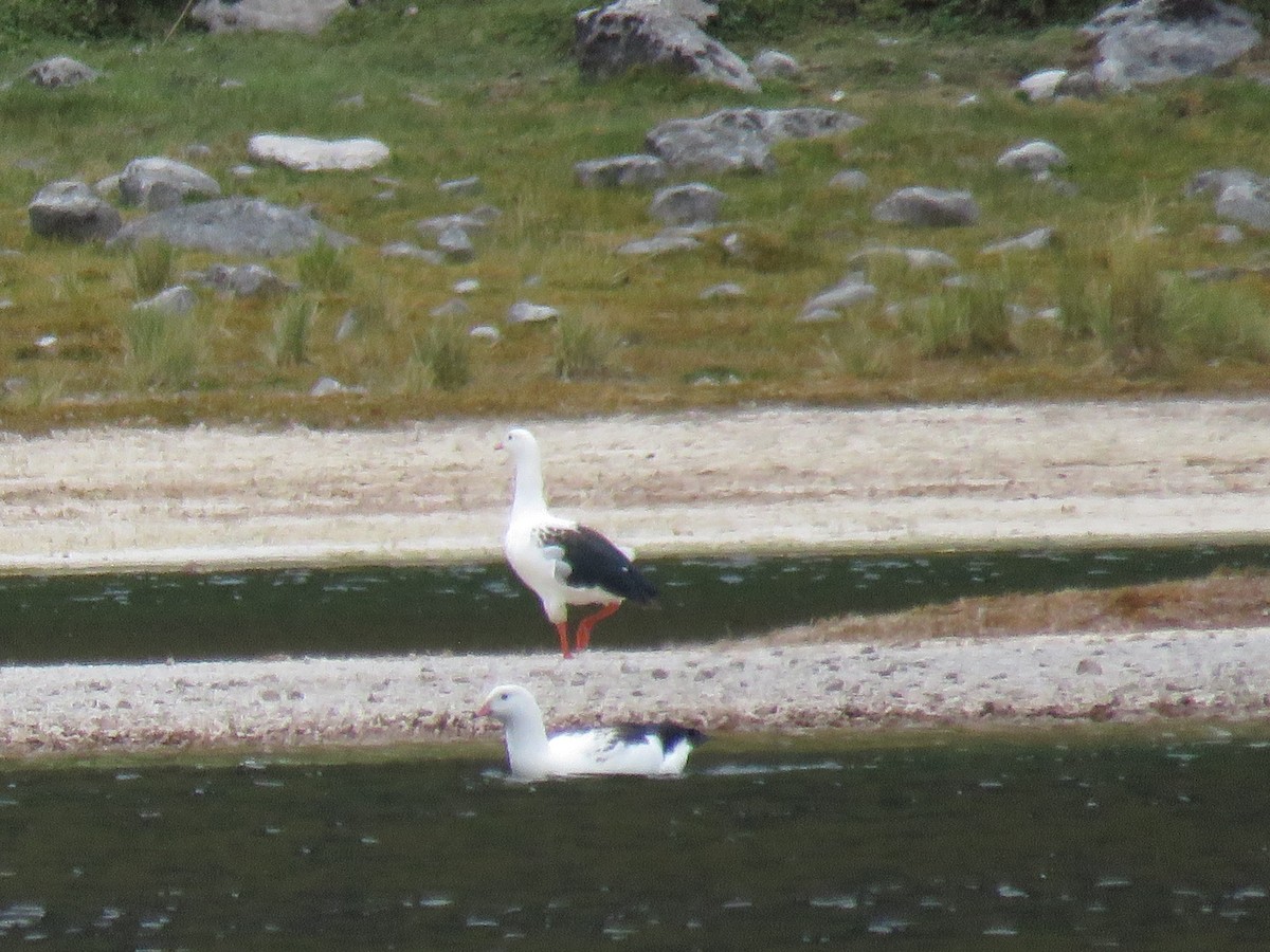 Andean Goose - ML166615631