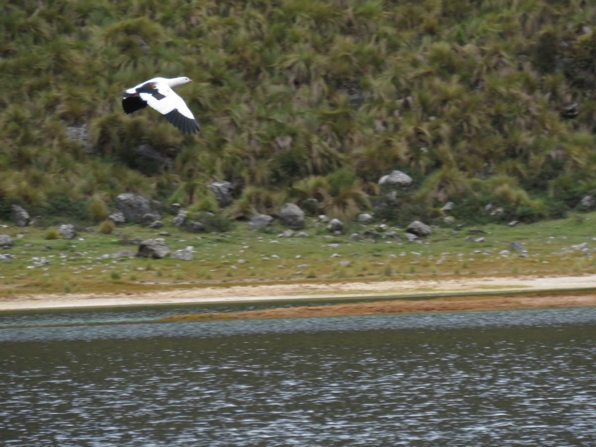 Andean Goose - ML166615671