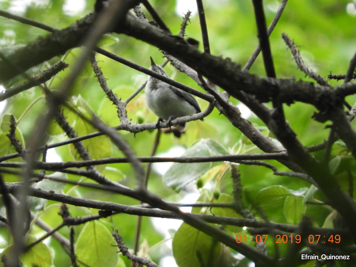 White-lored Gnatcatcher - ML166616231