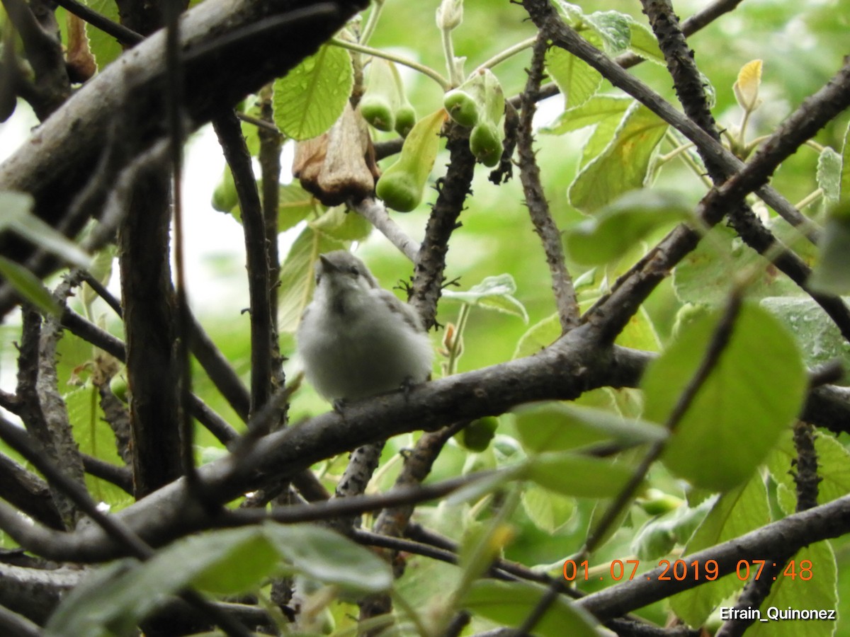 White-lored Gnatcatcher - ML166616251