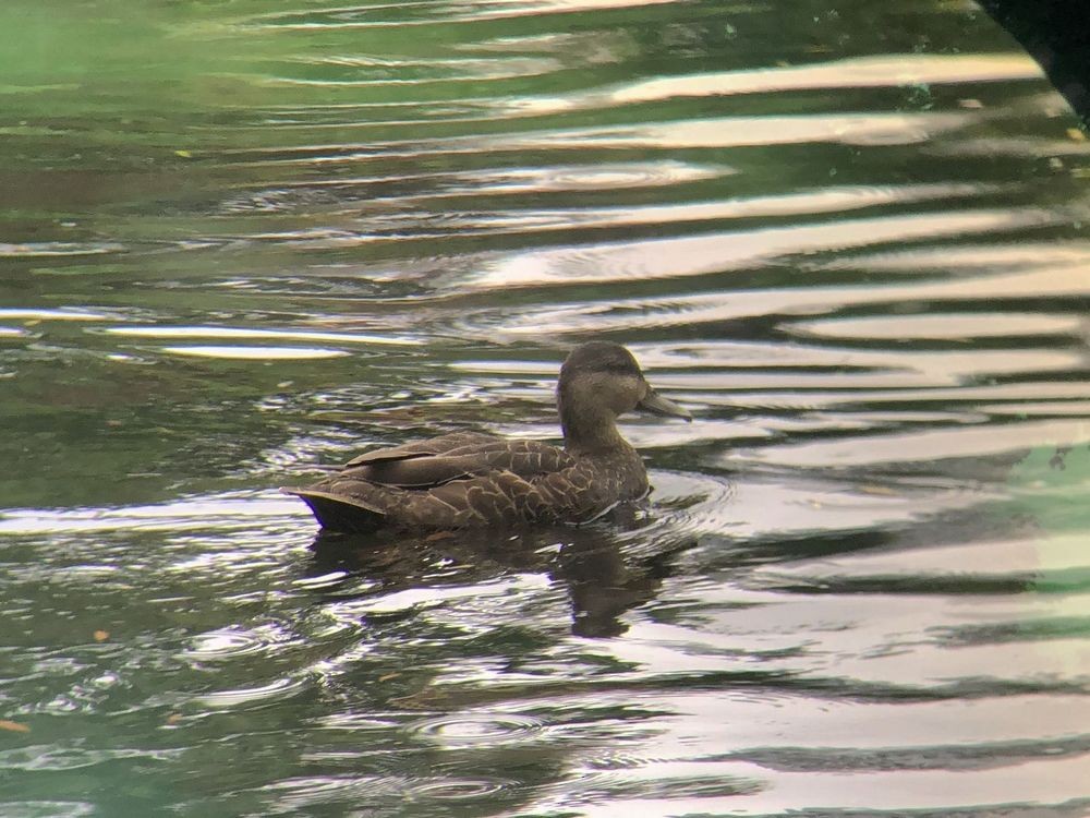 American Black Duck - ML166617251