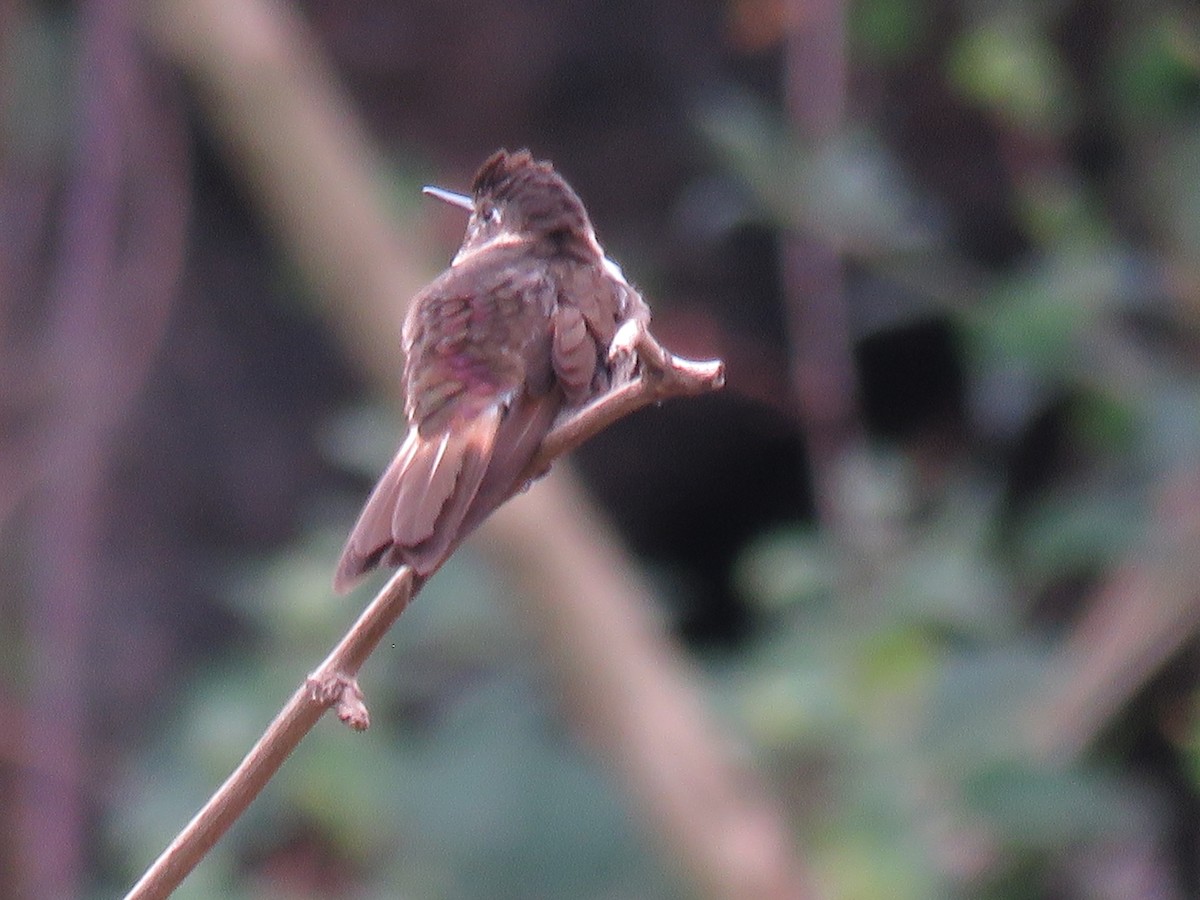 kolibřík maraňónský - ML166617351