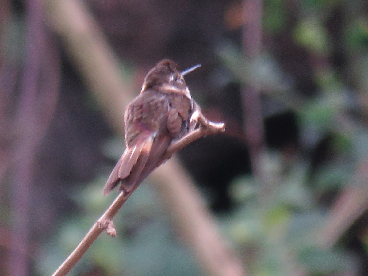 kolibřík maraňónský - ML166617361