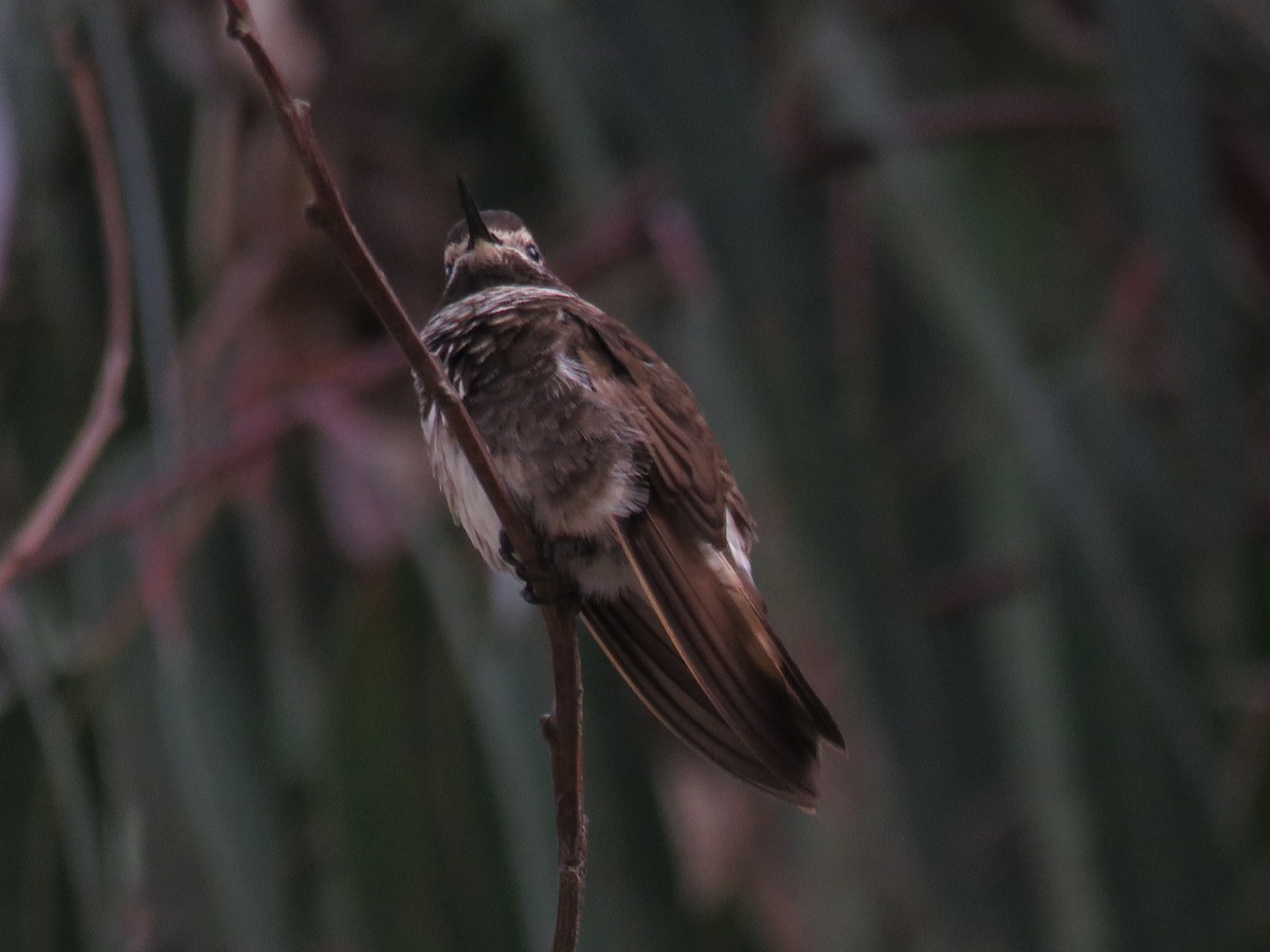 kolibřík maraňónský - ML166617371
