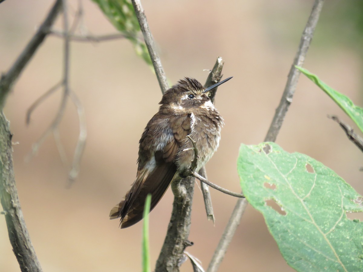 kolibřík maraňónský - ML166617401