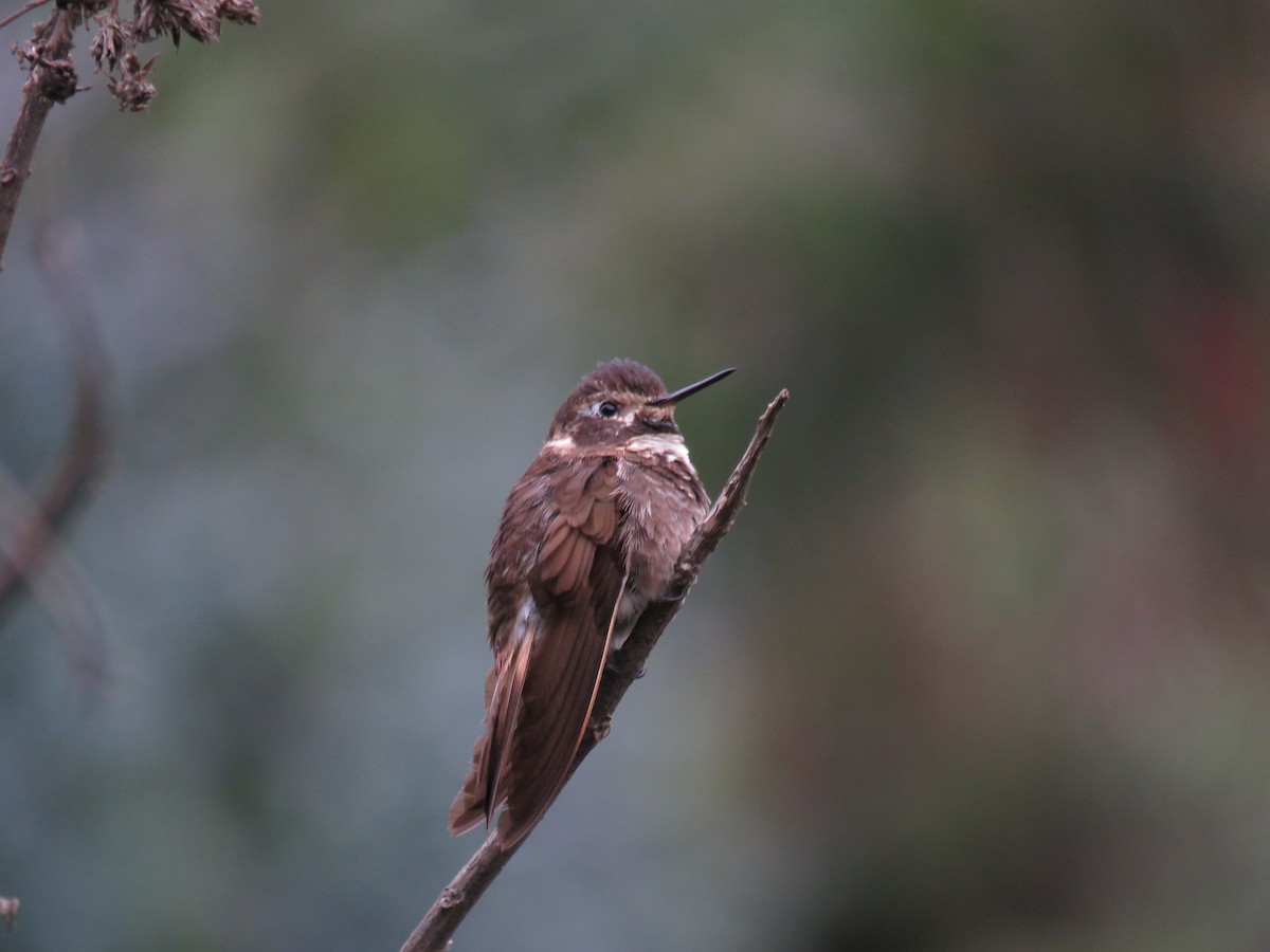 Purple-backed Sunbeam - ML166617411