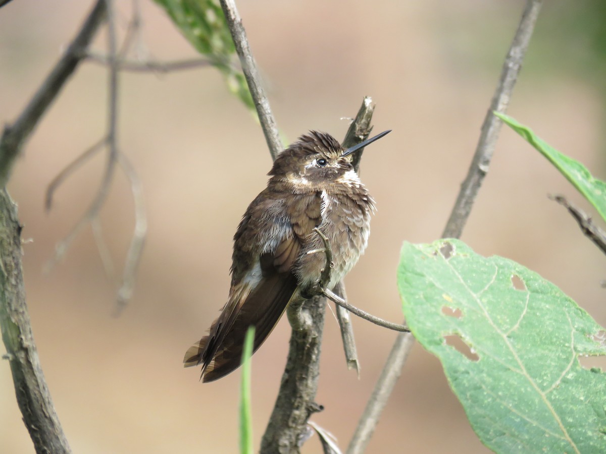 Purple-backed Sunbeam - ML166617451