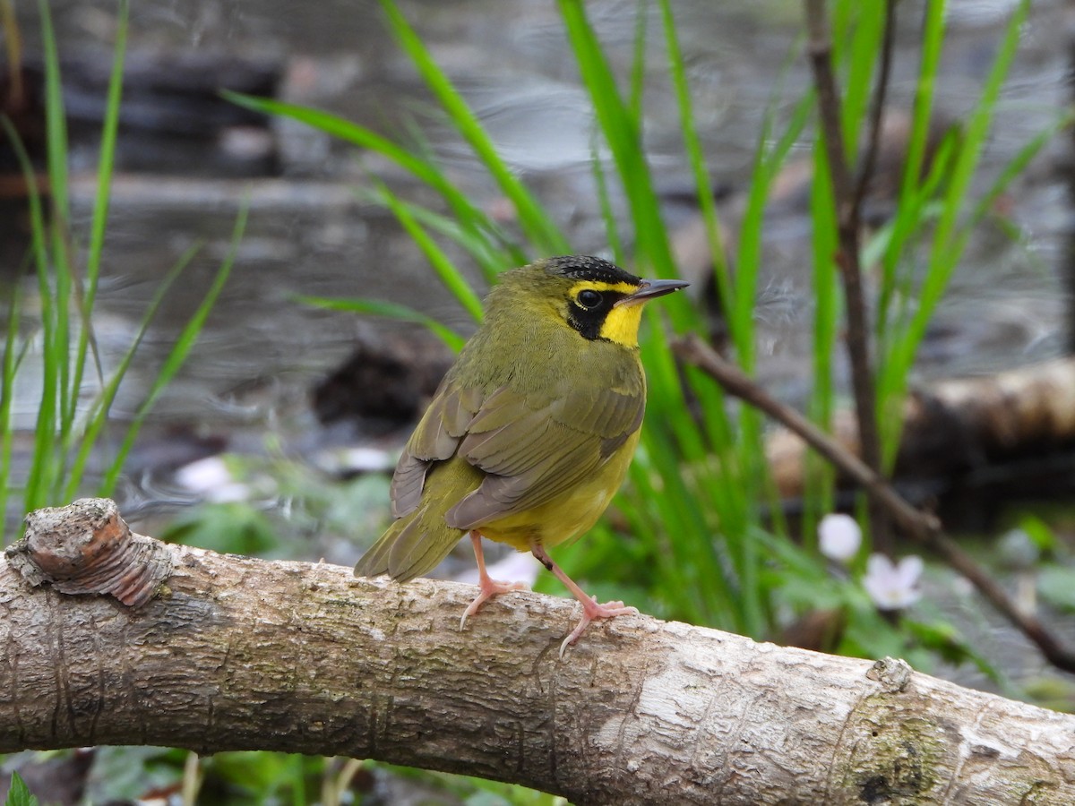 Kentucky Warbler - Marcie  Jacklin