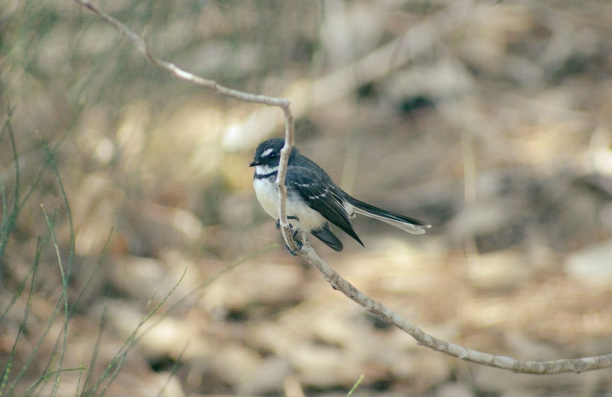 Gray Fantail - ML166619011