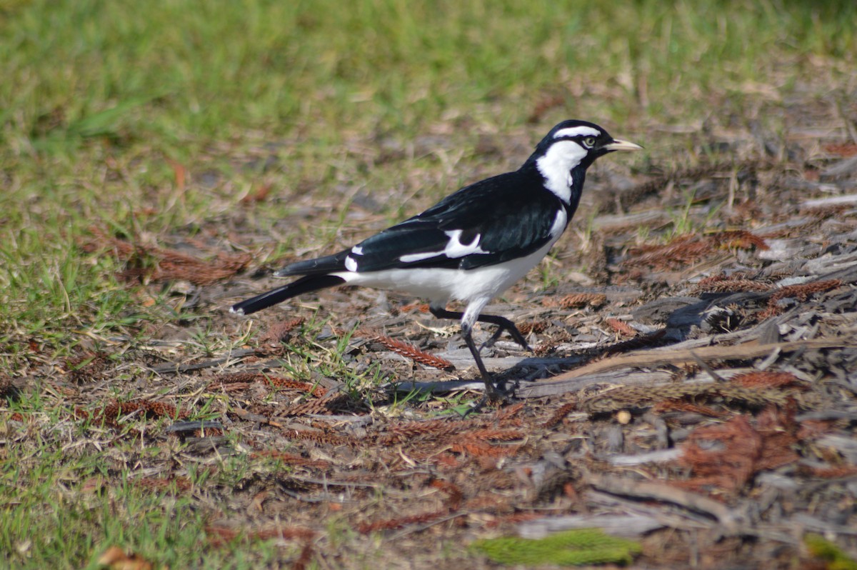 Magpie-lark - ML166619101