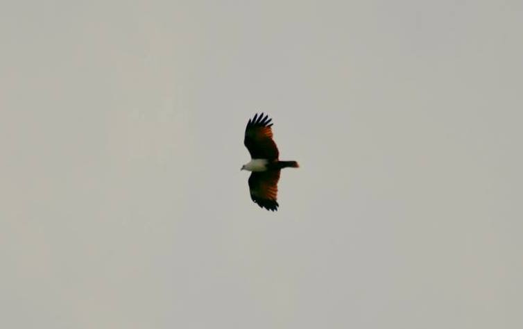 Brahminy Kite - ML166619111