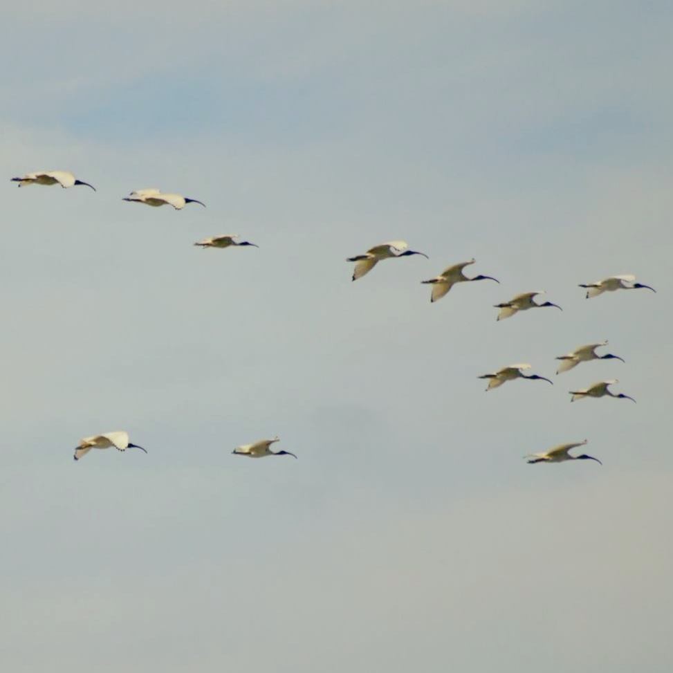 Australian Ibis - ML166619241