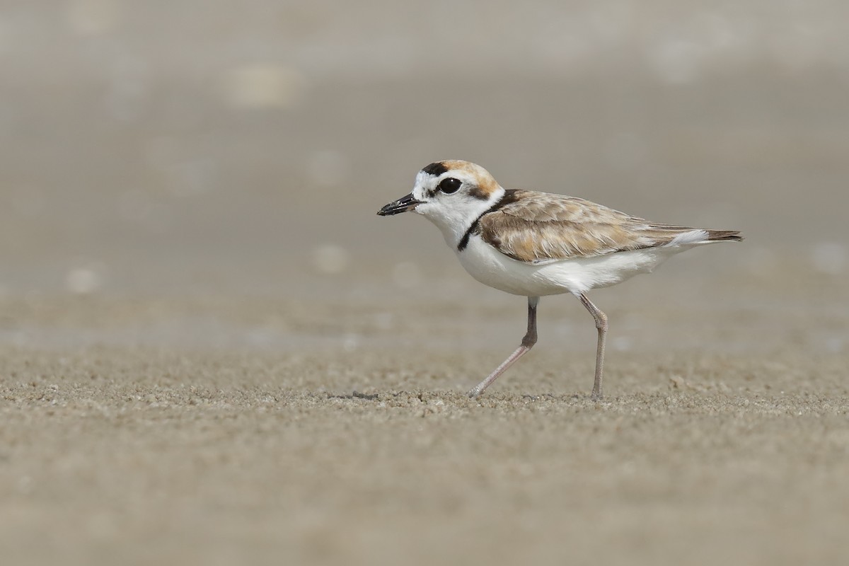 Malaysian Plover - Sharif Uddin