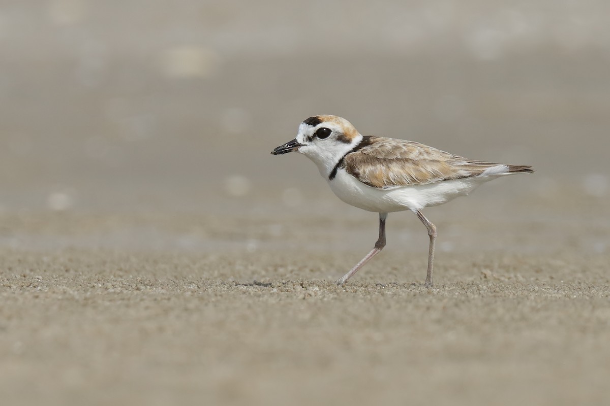 Malaysian Plover - Sharif Uddin