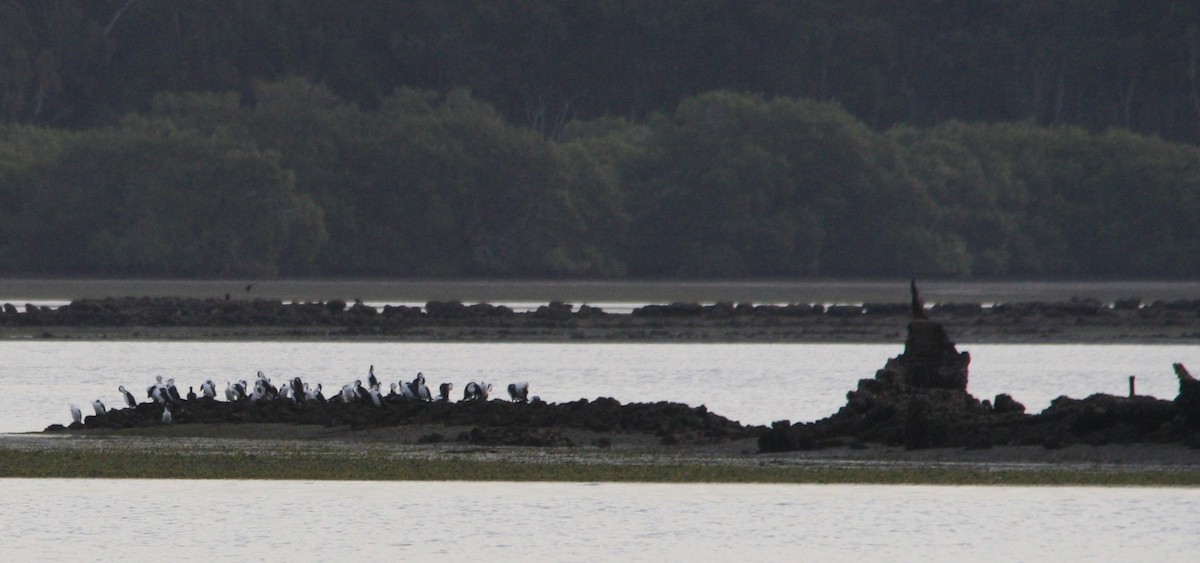 Pied Cormorant - ML166620931