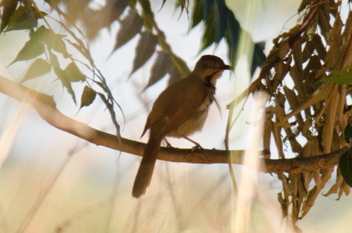 Collared Palm-Thrush - ML166621891