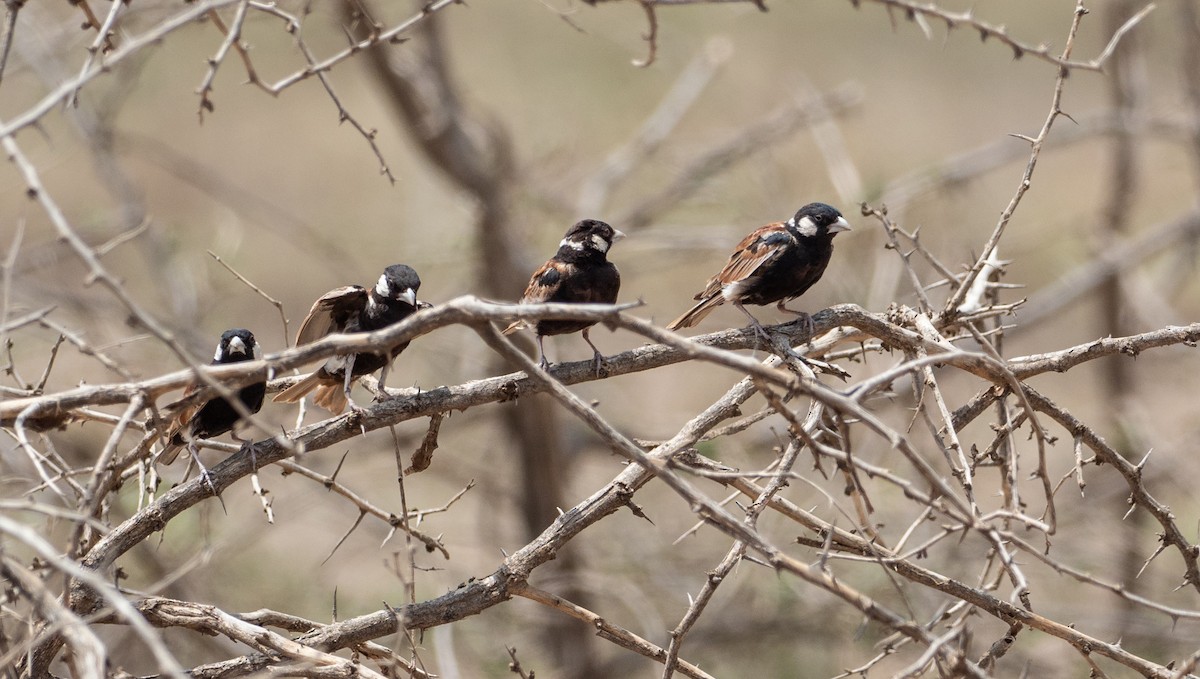 Chestnut-backed Sparrow-Lark - ML166622281