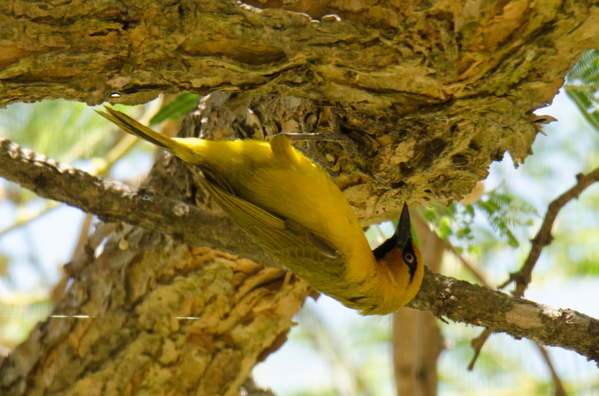 Spectacled Weaver - ML166622341