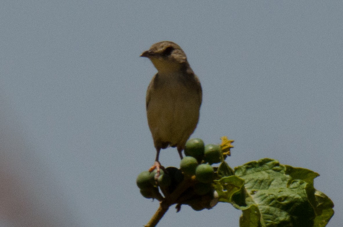 Siffling Cisticola - ML166622391