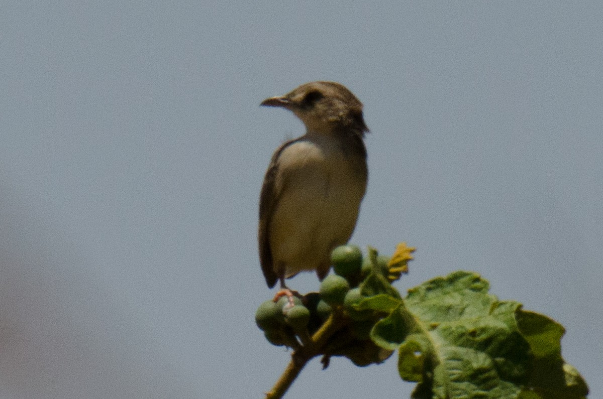 Siffling Cisticola - ML166622401