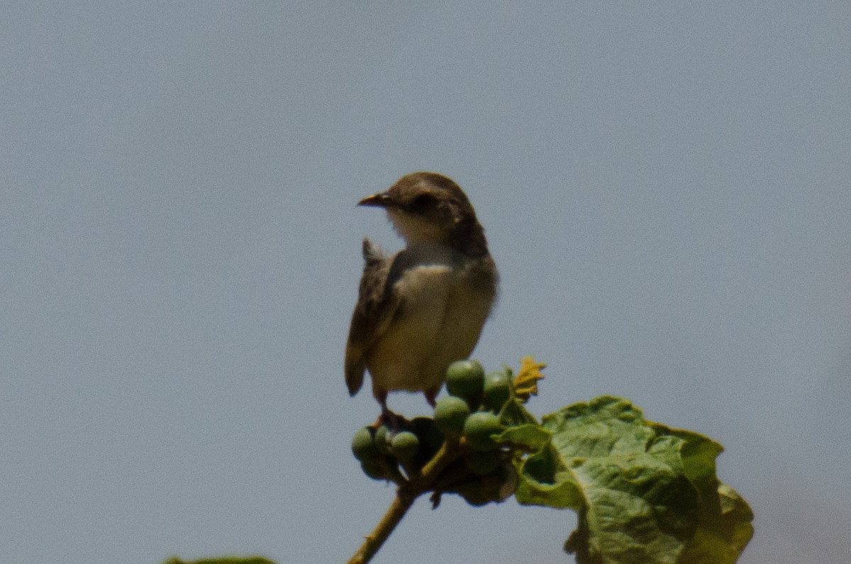 Siffling Cisticola - ML166622411