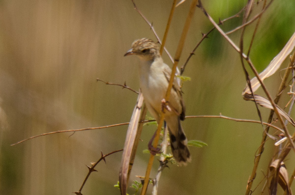 Croaking Cisticola - ML166622461