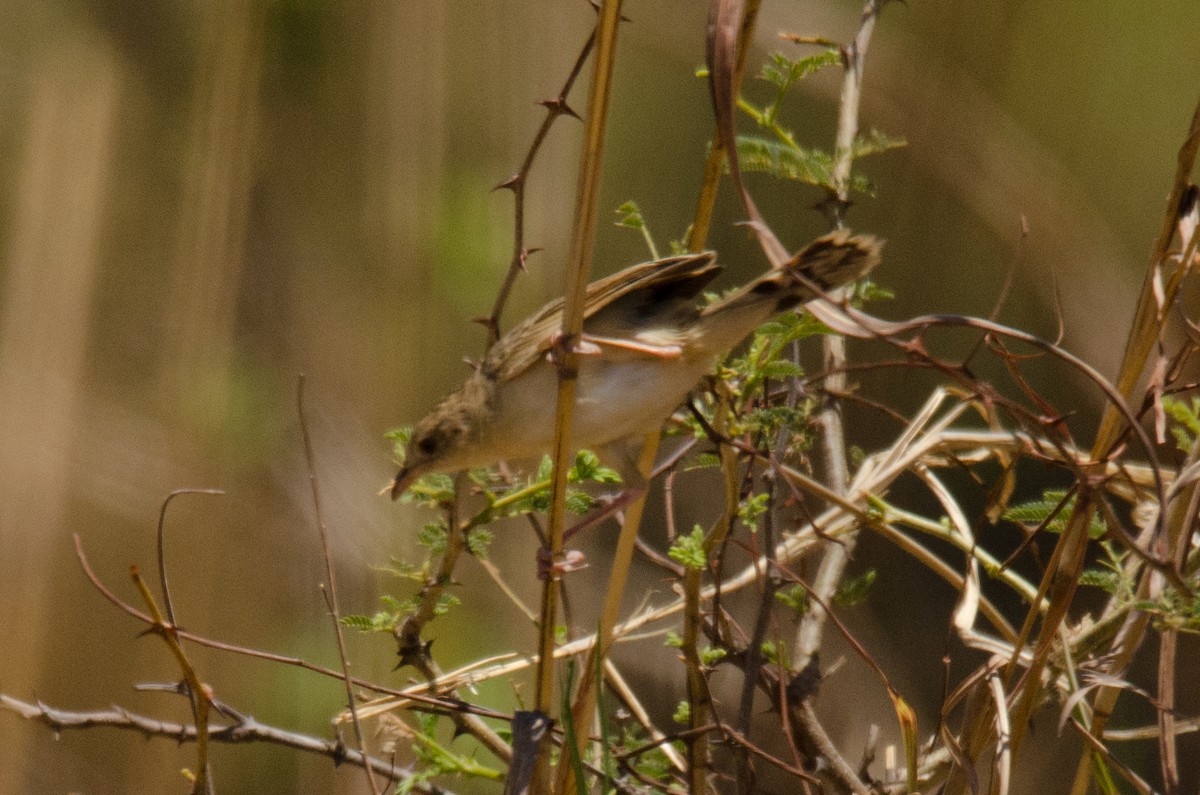 Croaking Cisticola - Kyle Finn