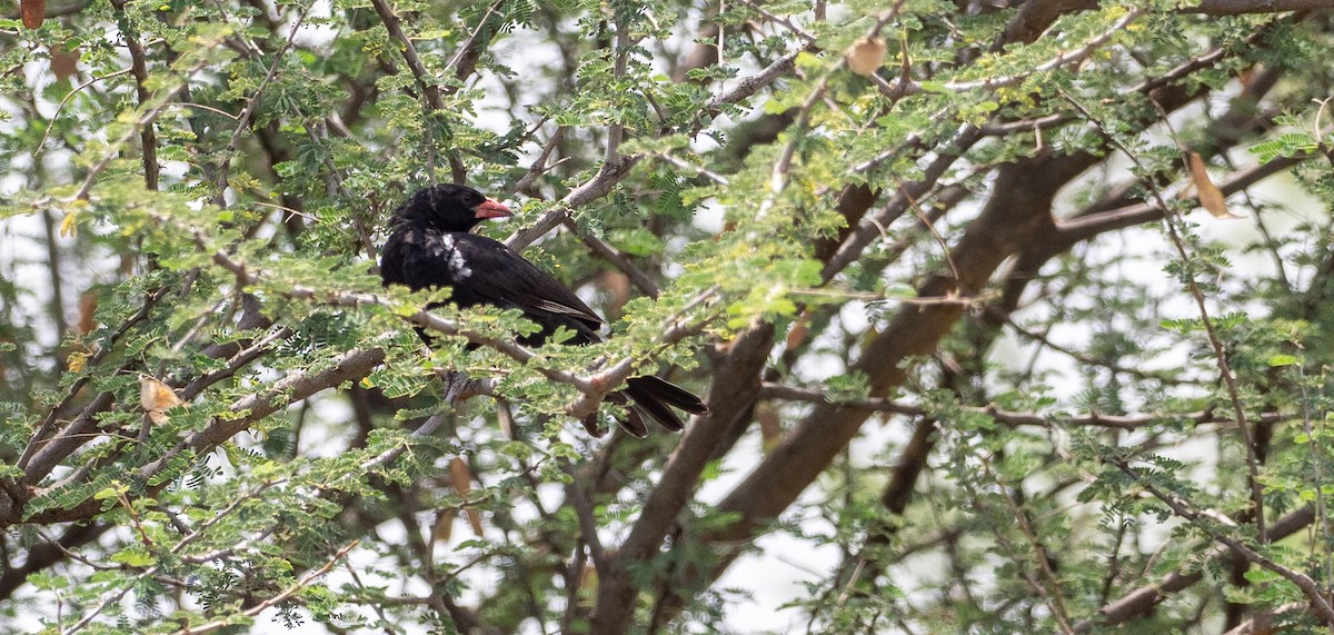 Red-billed Buffalo-Weaver - Forest Botial-Jarvis