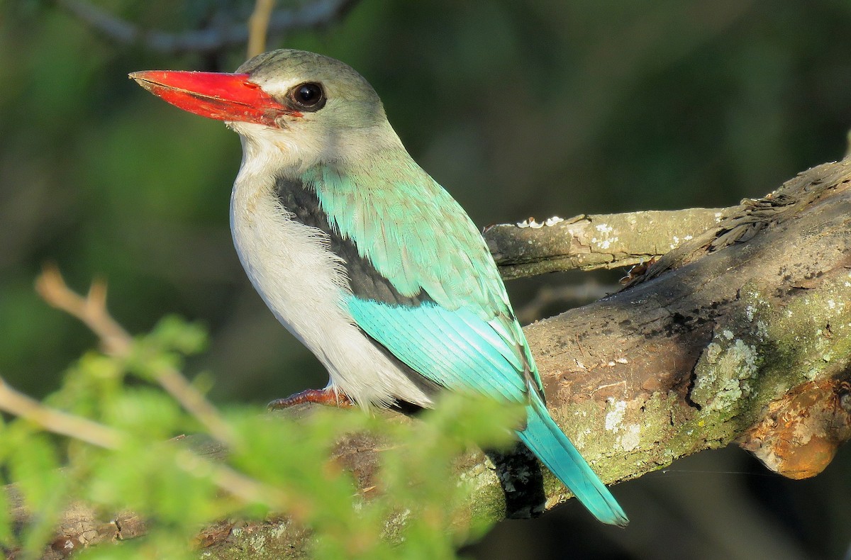 Mangrove Kingfisher - Brad Arthur