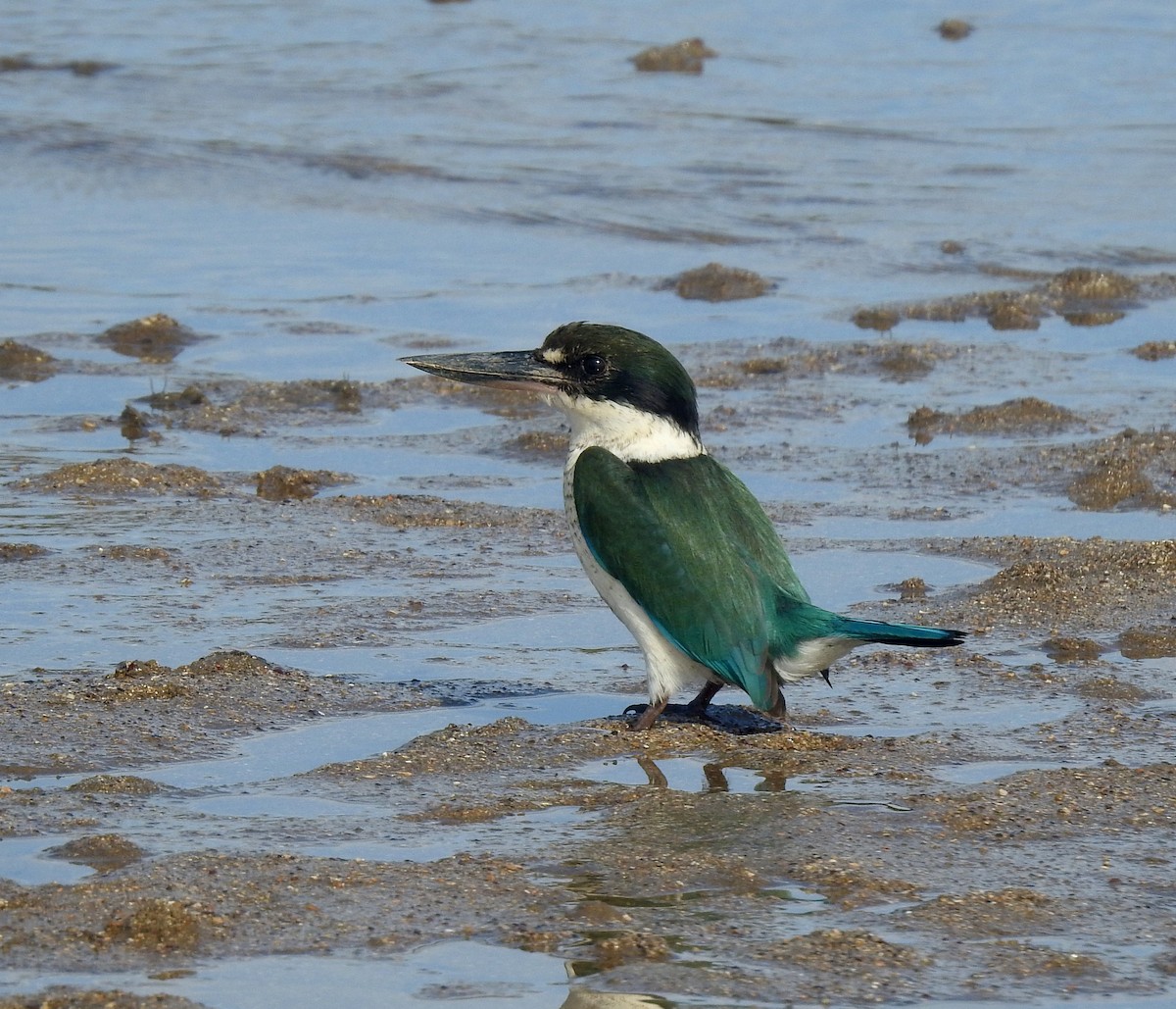 Torresian Kingfisher - Julie Sarna