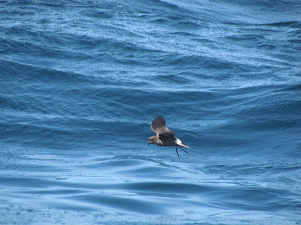 Ekaitz-txori txikia - ML166623941