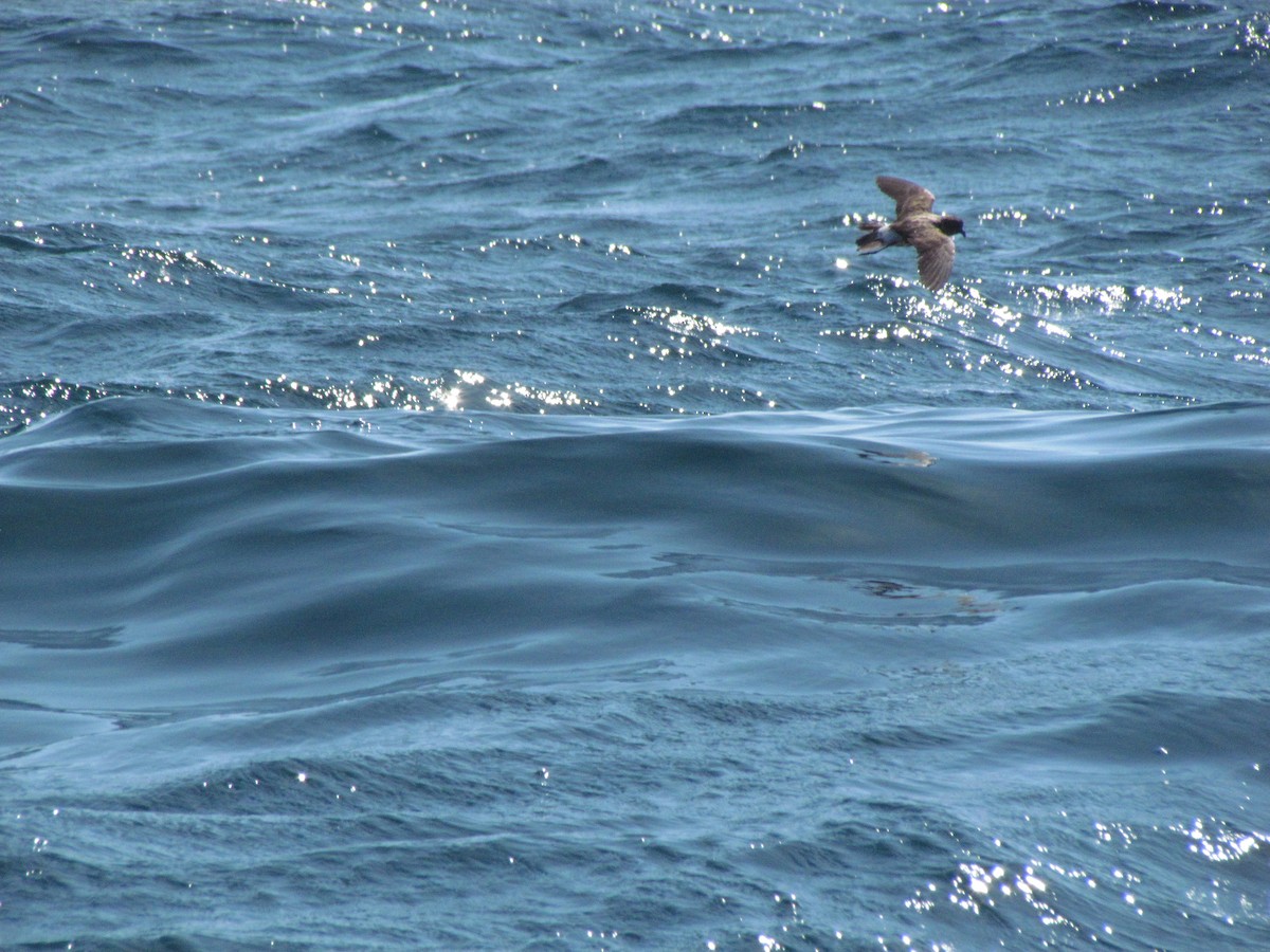 Ekaitz-txori txikia - ML166623961