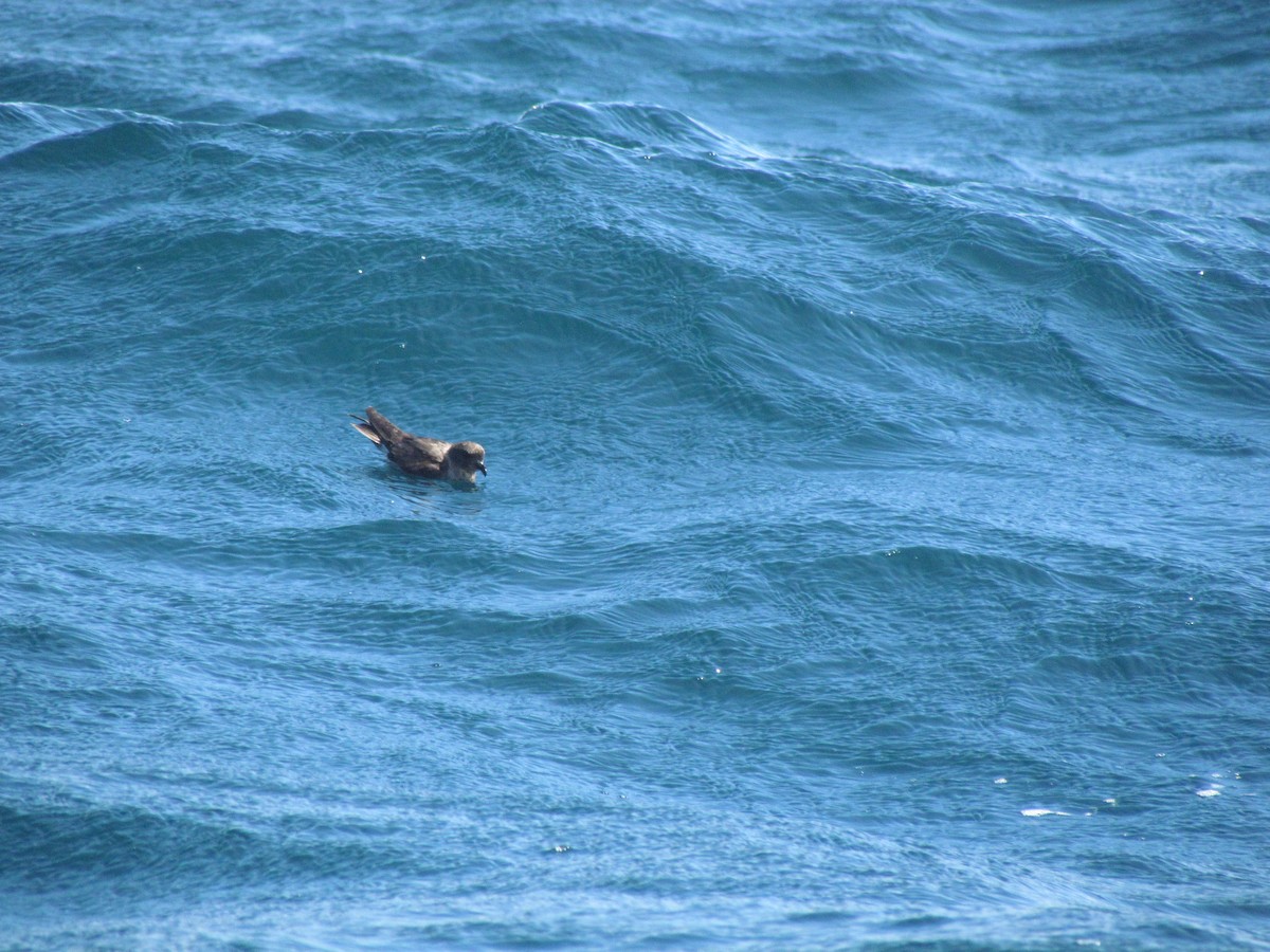 Ekaitz-txori txikia - ML166624001