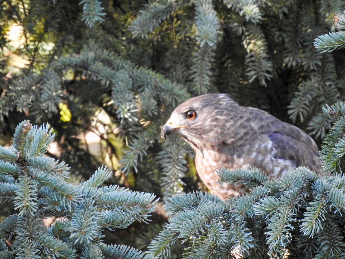 Broad-winged Hawk - ML166624411