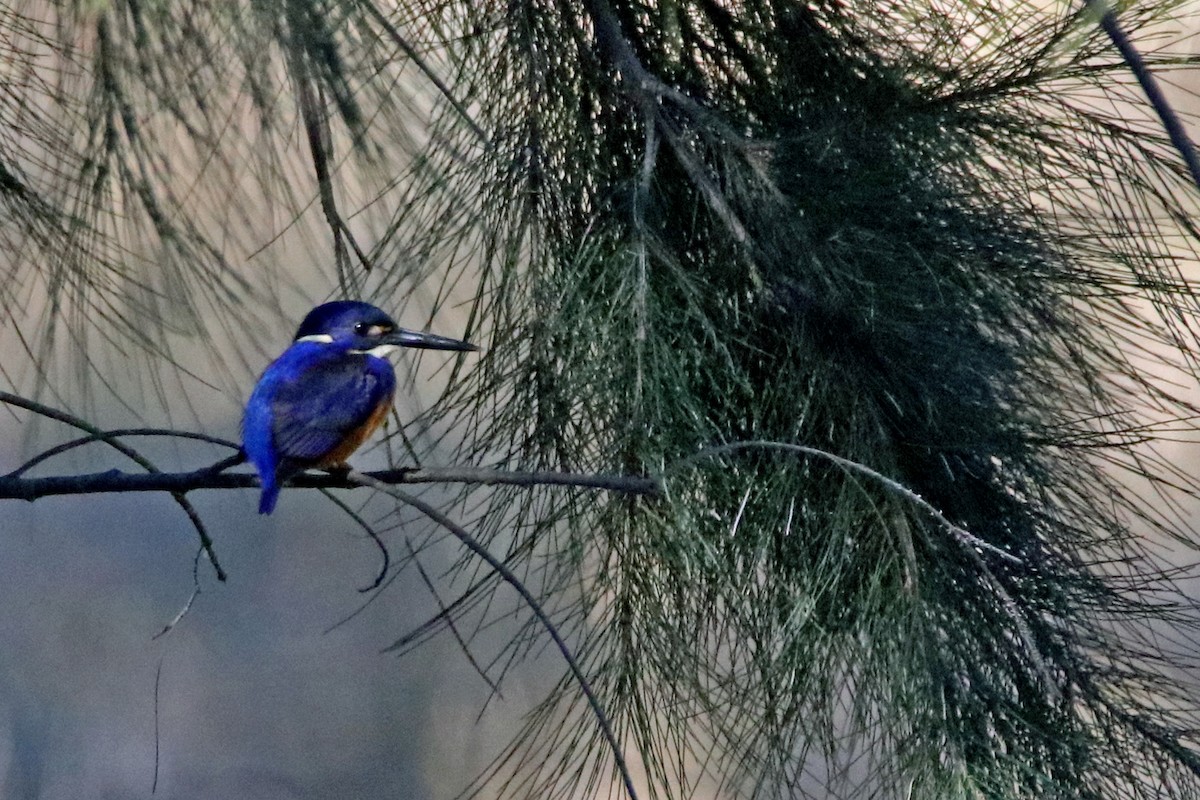 Azure Kingfisher - ML166625081