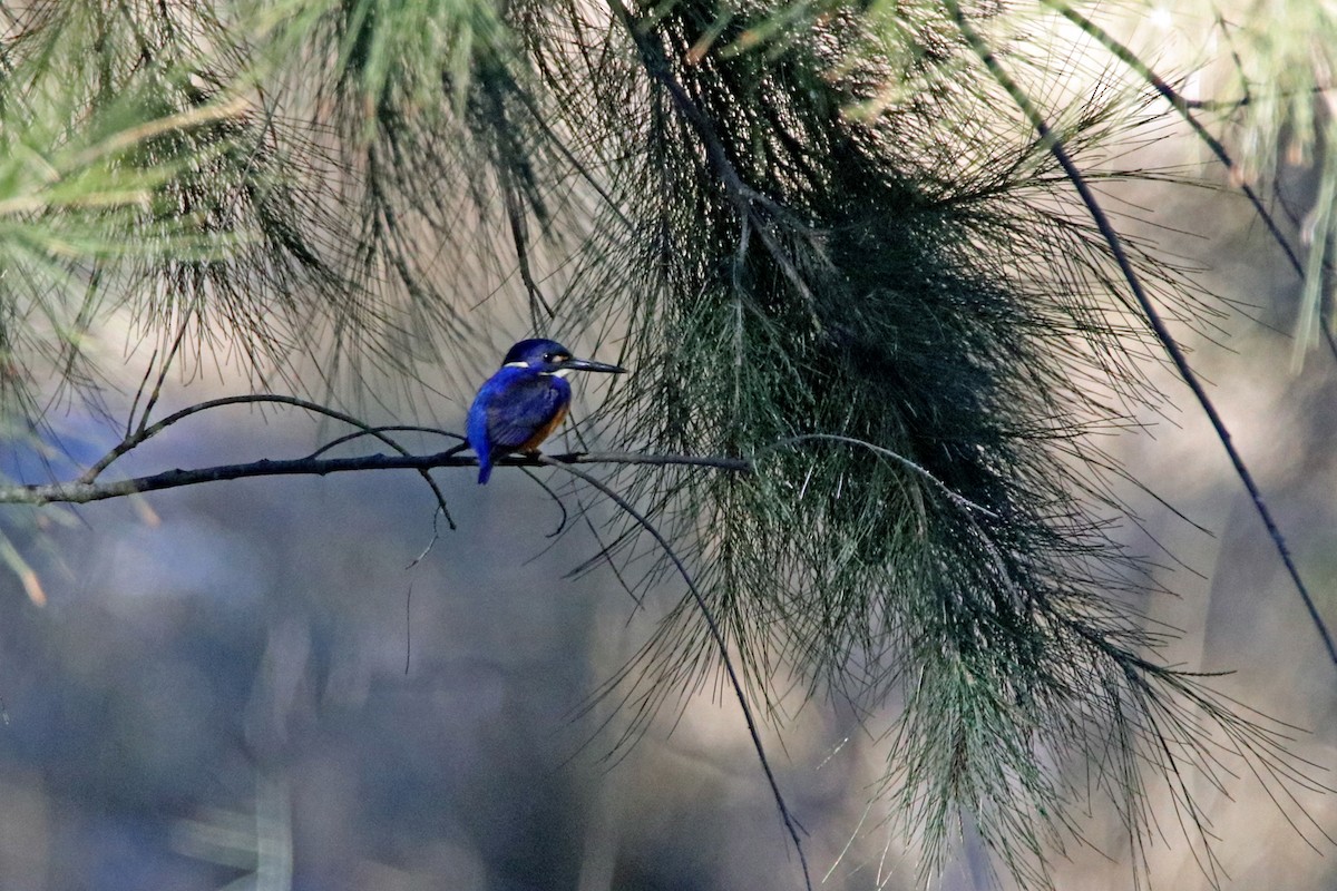 Azure Kingfisher - ML166625091